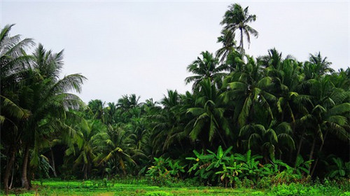 在会东县加盟鱼火锅加盟店需要多少钱哪家实惠，在会东县加盟鲜尚轩斑鱼火锅开店复杂吗