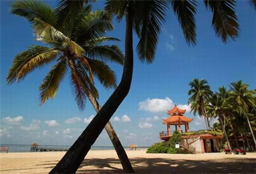 炒小抓鸡怎样炒好吃（炒小抓鸡怎样炒好吃视频）